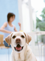 老犬の介護と病気について